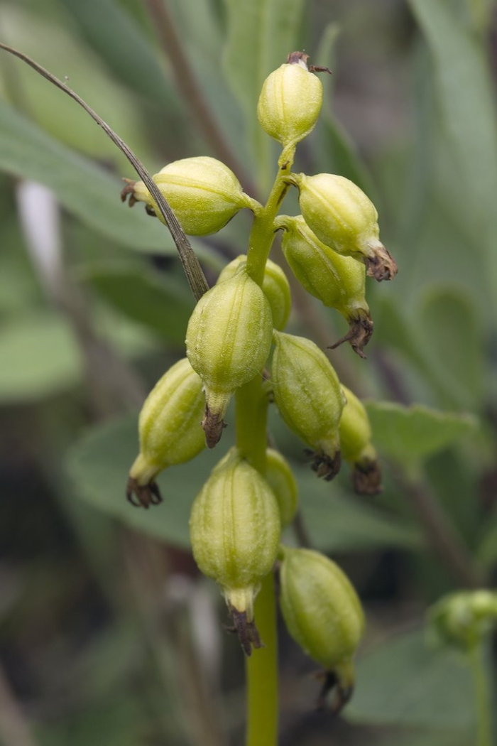 Ладьян трехнадрезный