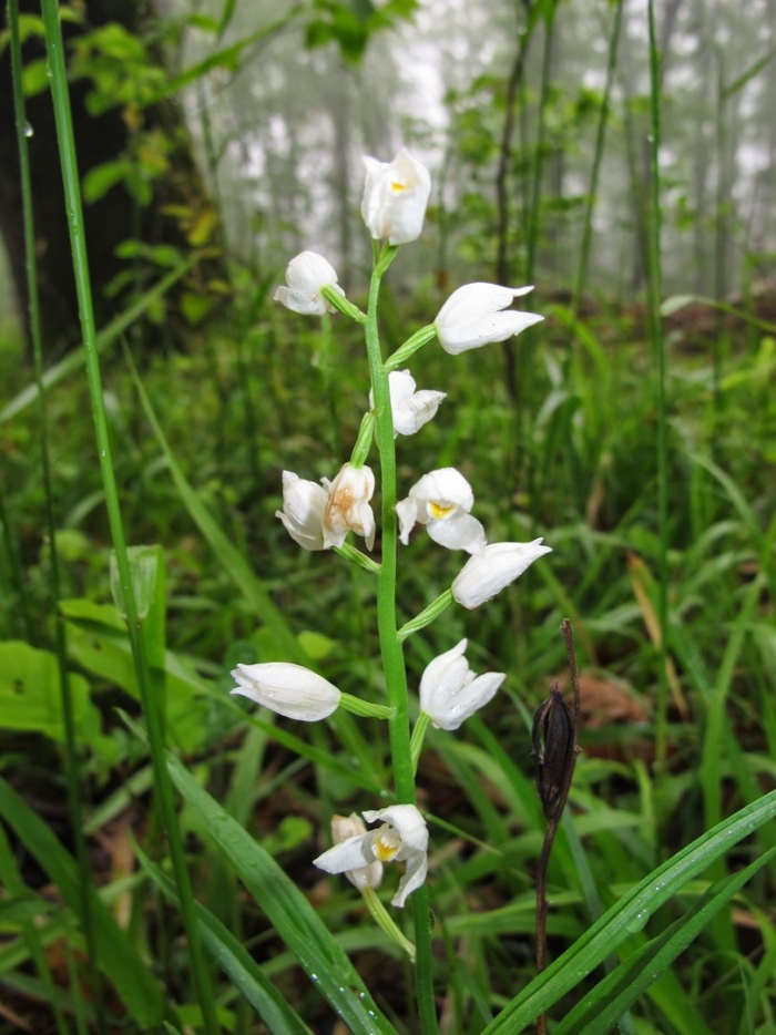 Пыльцеголовник длиннолистный