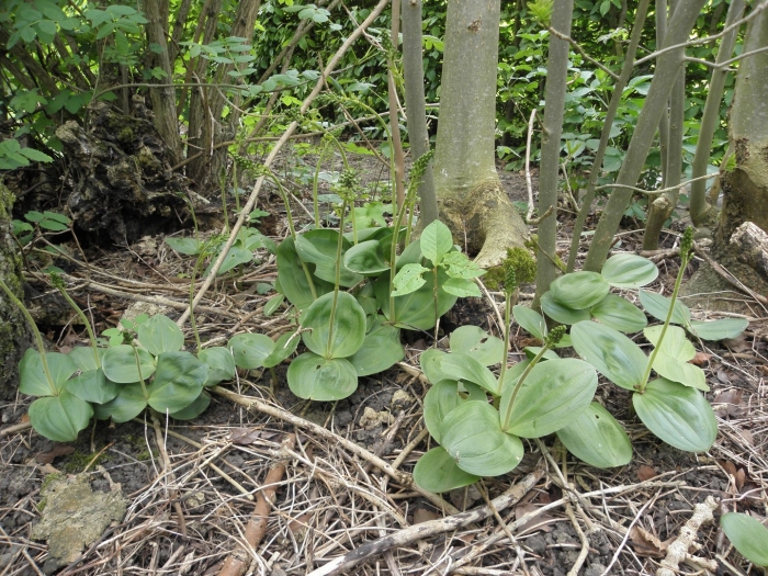 Копытень европейский asarum europaeum