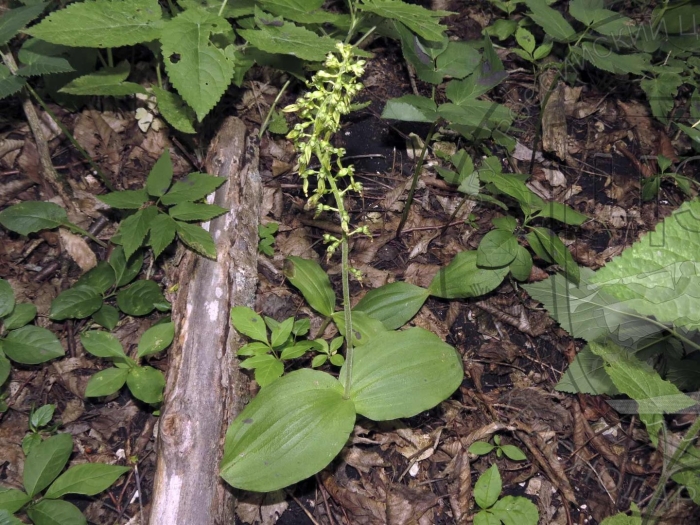 Тайник овальный - listera ovata (l.) r. br.