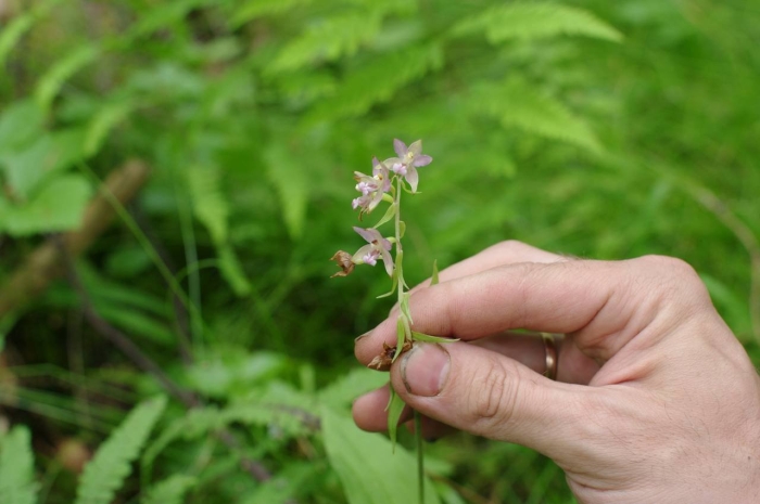 Epipactis helleborine