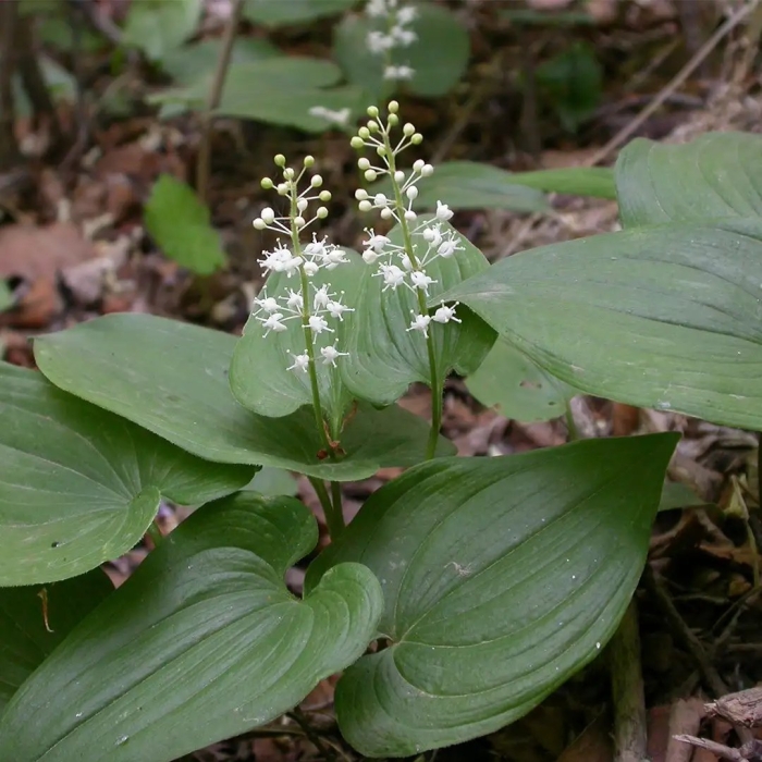 Майник двулистный
