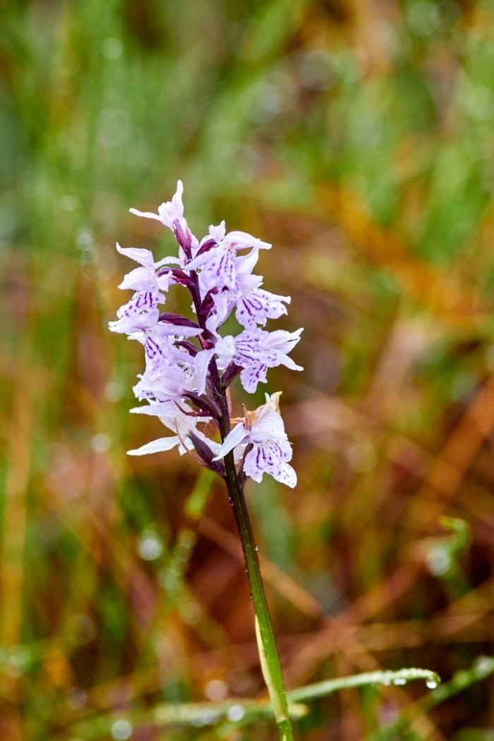 Dactylorhiza maculata