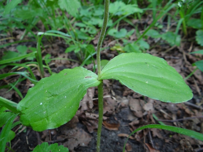 Тайник овальный - listera ovata (l.) r. br.