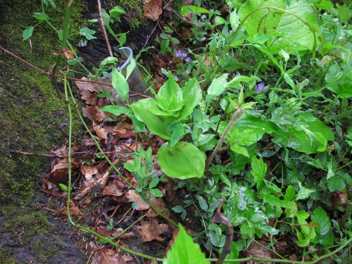 Чемерица лобеля