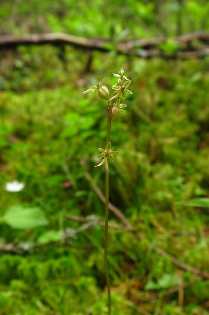 Тайник сердцевидный (listera cordata))