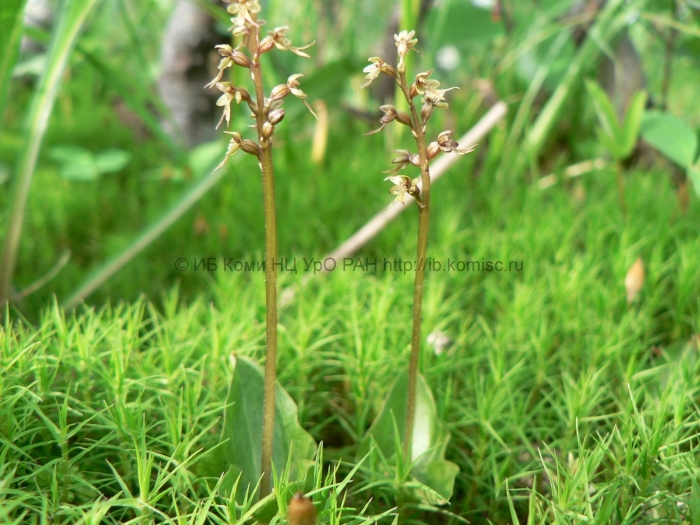 Corallorhiza trifida