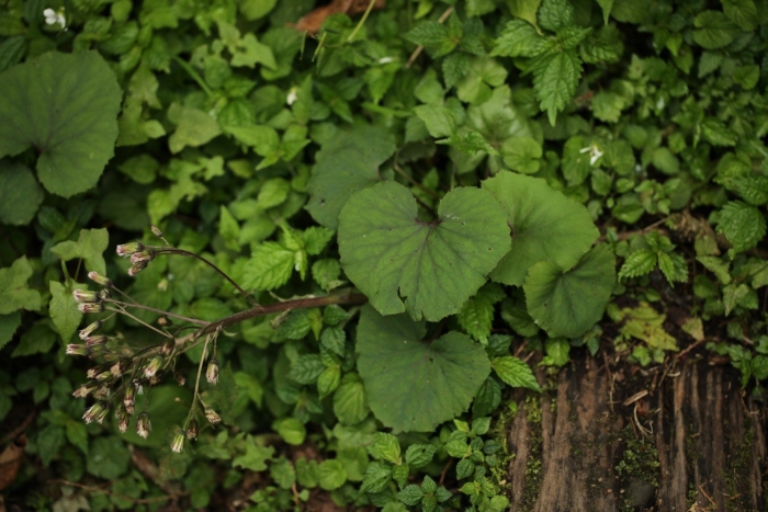 Белокопытник гибридный petasítes hýbridus
