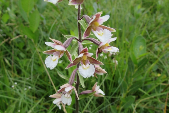 Epipactis palustris