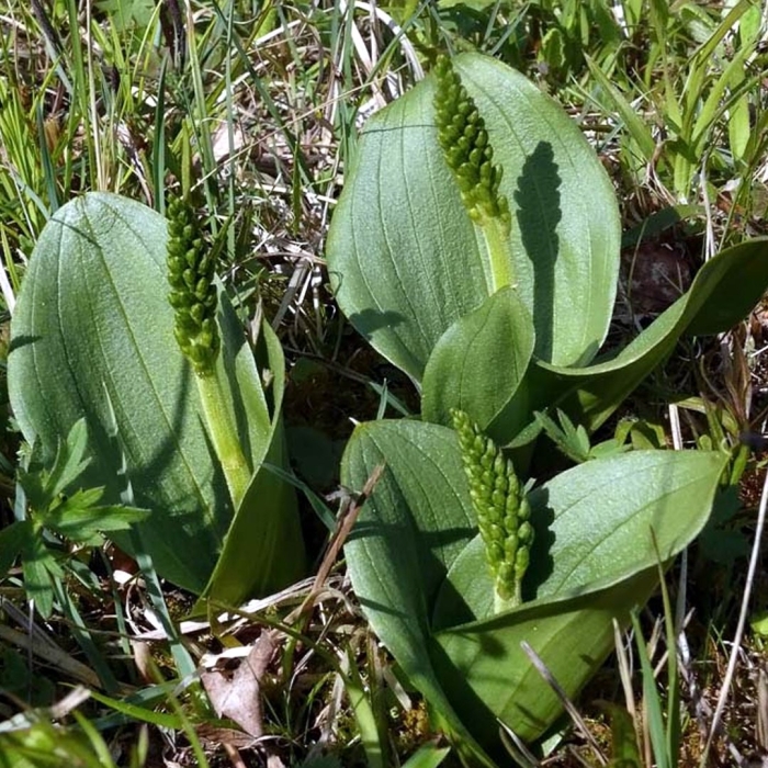 Подорожник яйцевидный