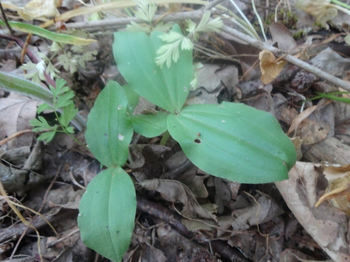 Тайник овальный - listera ovata (l.) r. br.