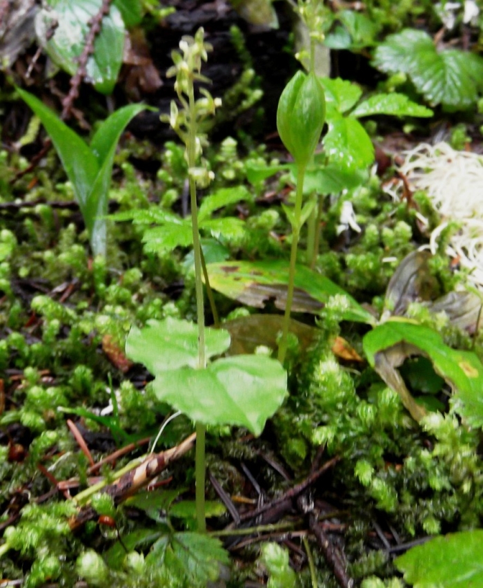 Листера кордата