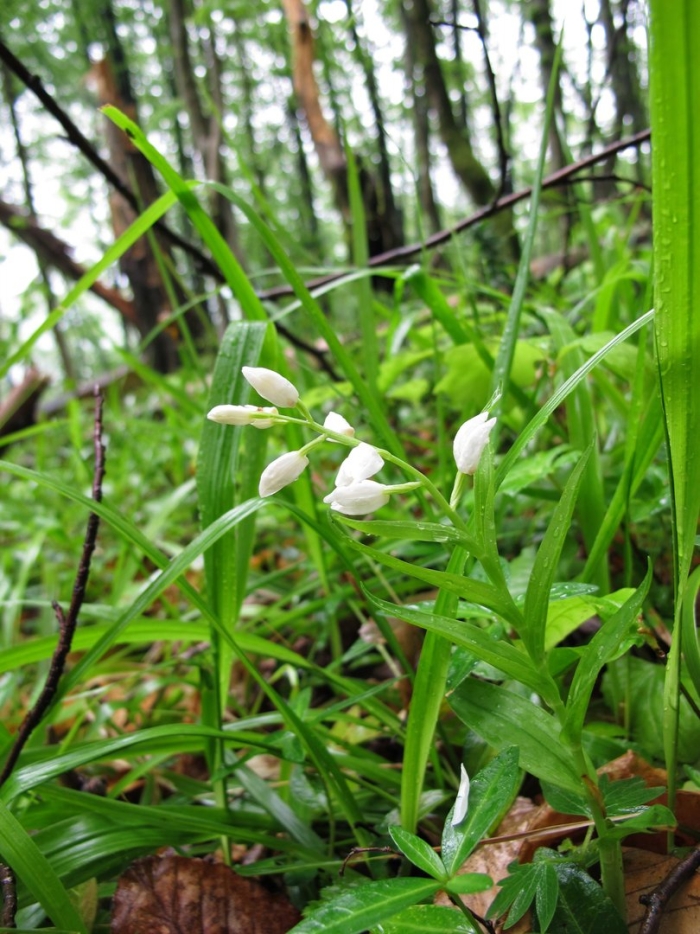 Cephalanthera longifolia