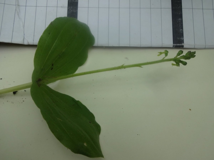 Тайник овальный