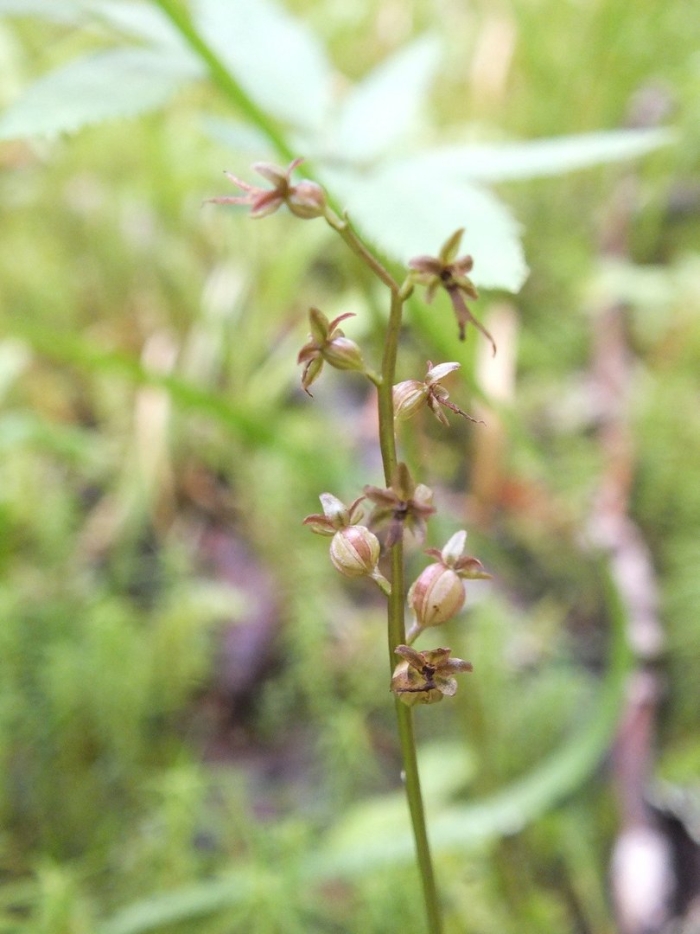 Северная орхидея