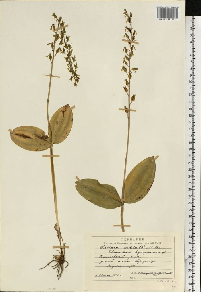 Тайник яйцевидный