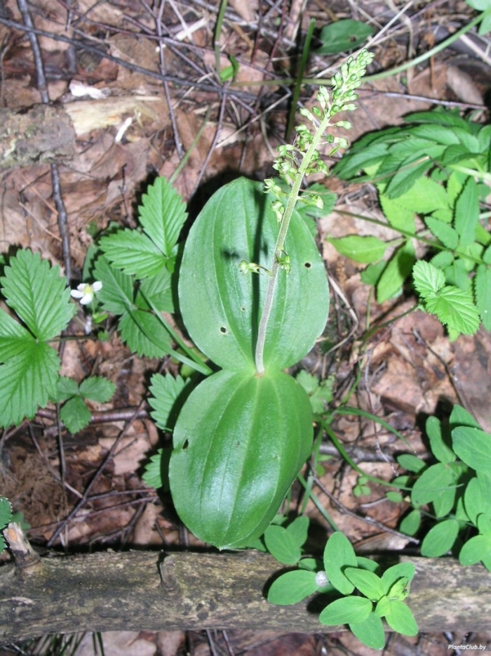 Липарис кумокири