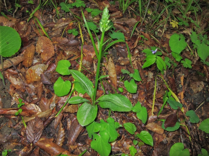 Любка двулистная растение