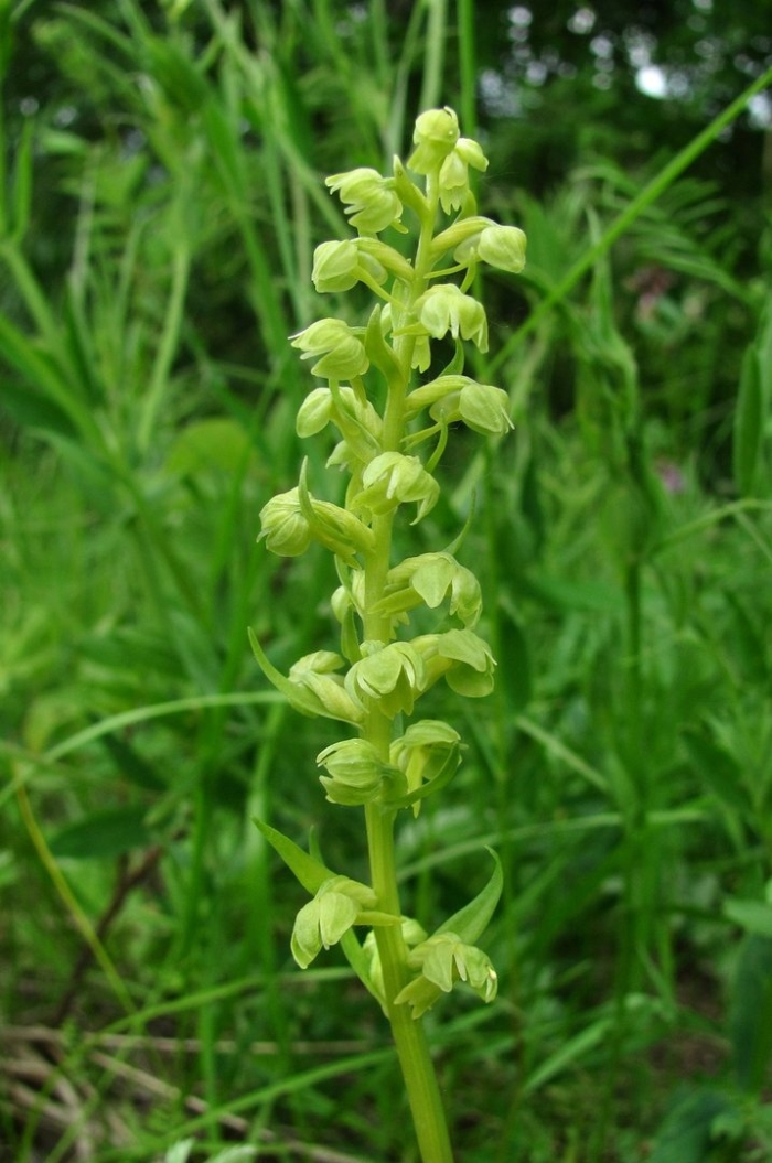 Пололепестник зеленый (coeloglossum viride (l.)