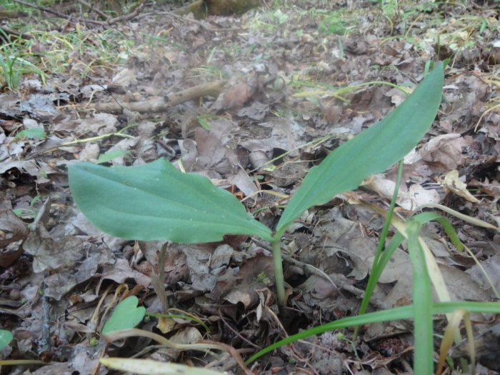 Тайник овальный - listera ovata (l.) r. br.