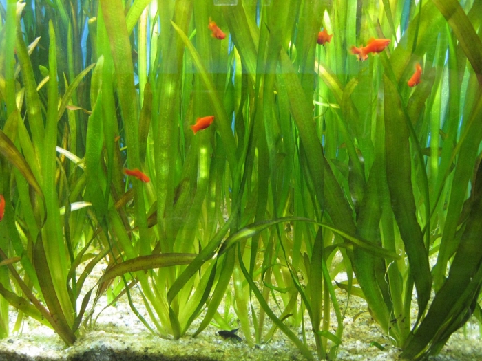 Валлиснерия американская натанс