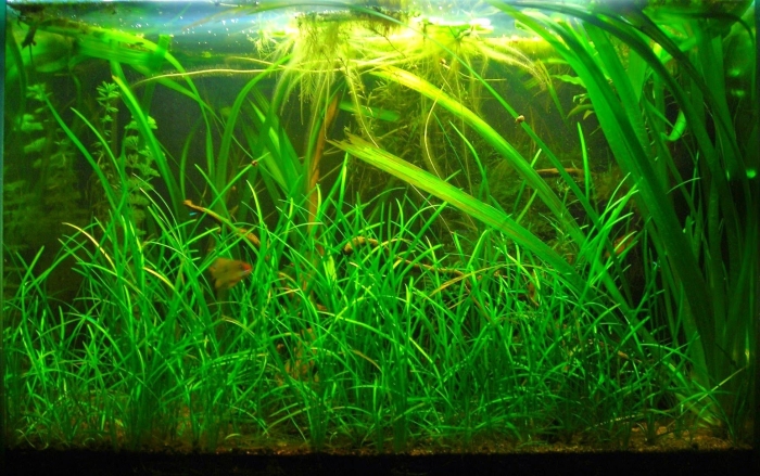 Сагиттария шиловидная аквариумное растение