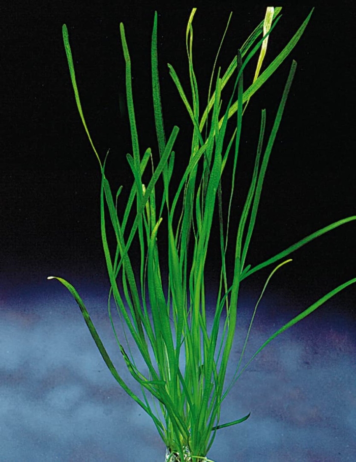 Валлиснерия узколистная