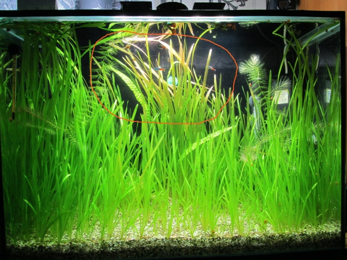 Акваскейп с валлиснерией