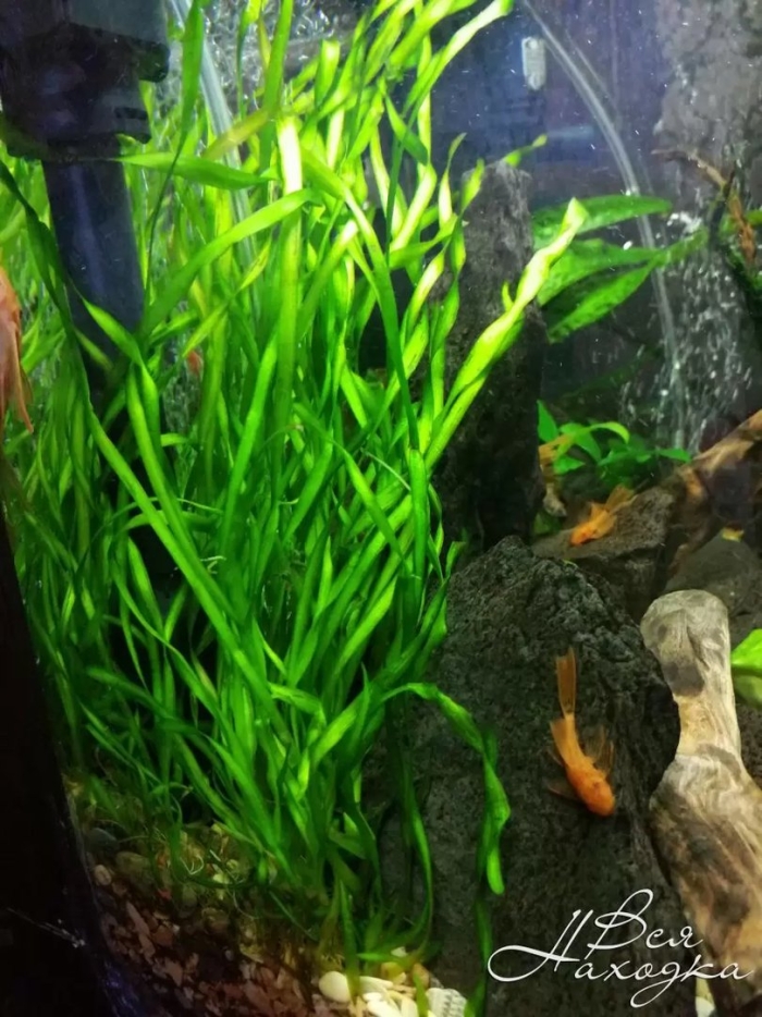 Валлиснерия спиральная аквариумное