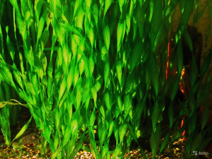 Валлиснерия спиральная