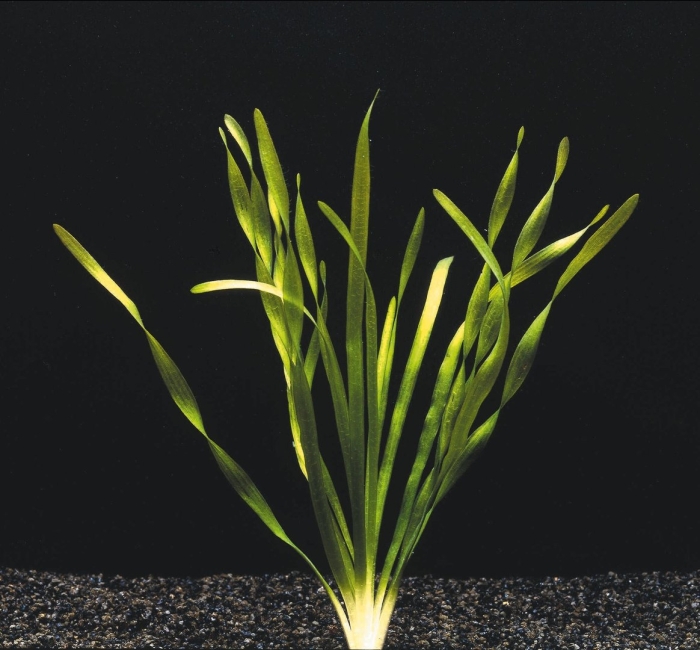 Валлиснерия крученолистная