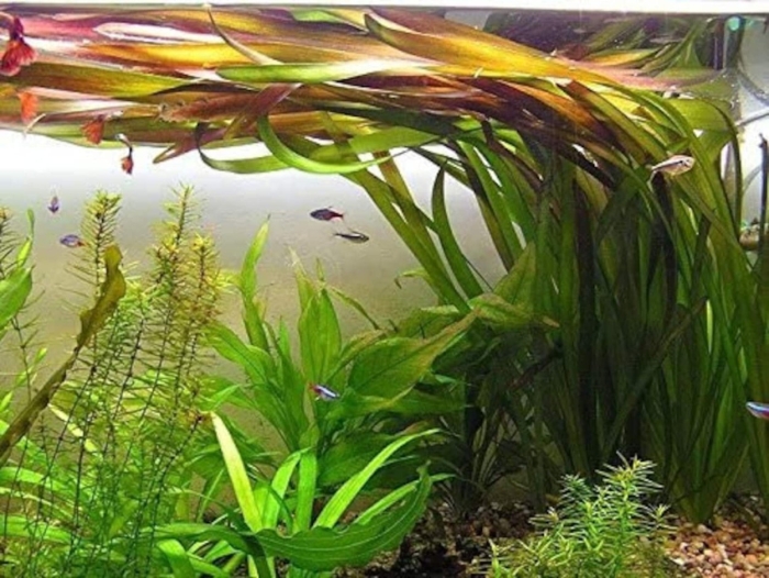 Валлиснерия аквариумное