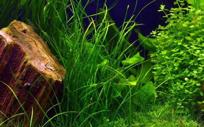 Растение для аквариума