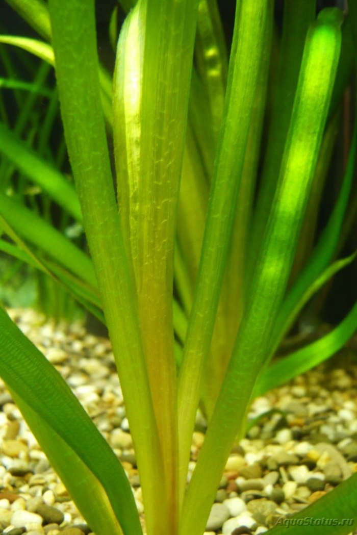 Валлиснерия гигантская аквариумное растение