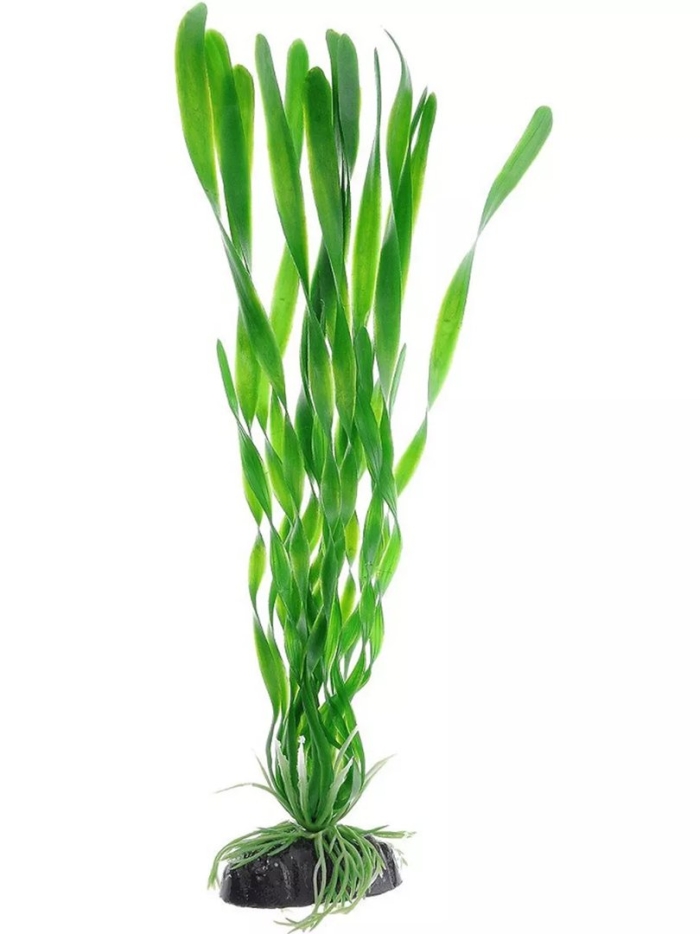 Валлиснерия спиральная barbus plant 014