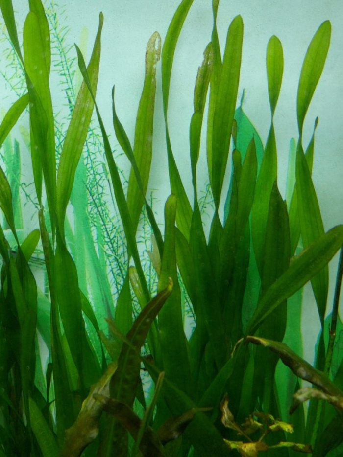 Роголистник и спиральная валлиснерия