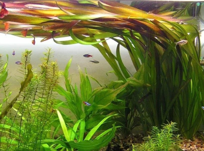 Валлиснерия аквариумное