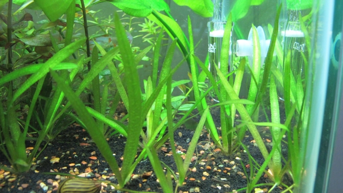 Сагиттария аквариумное растение