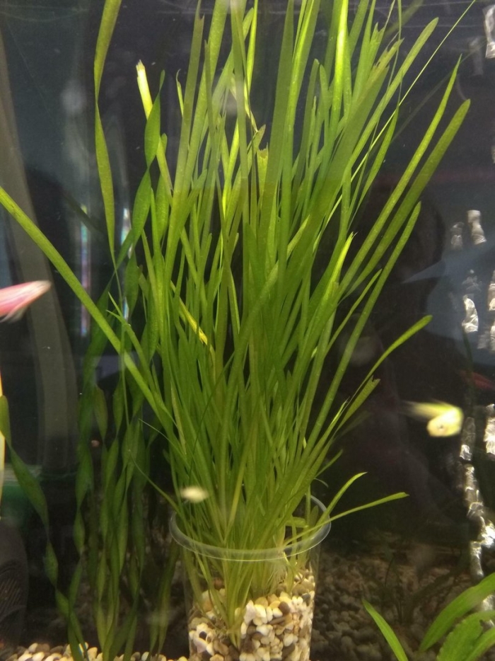 Валлиснерия спиральная аквариумное