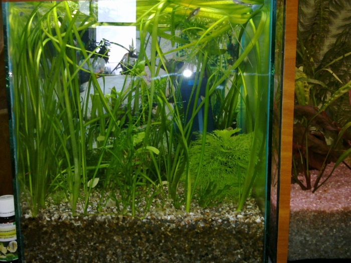 Валлиснерия для аквариума