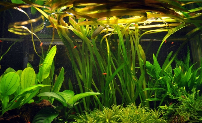 Валлиснерия спиральная аквариумное растение