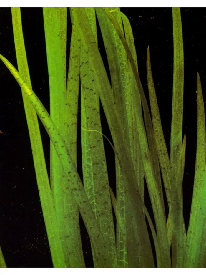 Валлиснерия тигровая гигантская