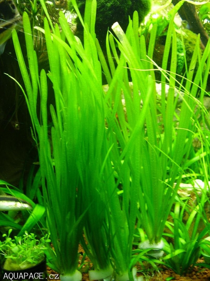 Валлиснерия натанс