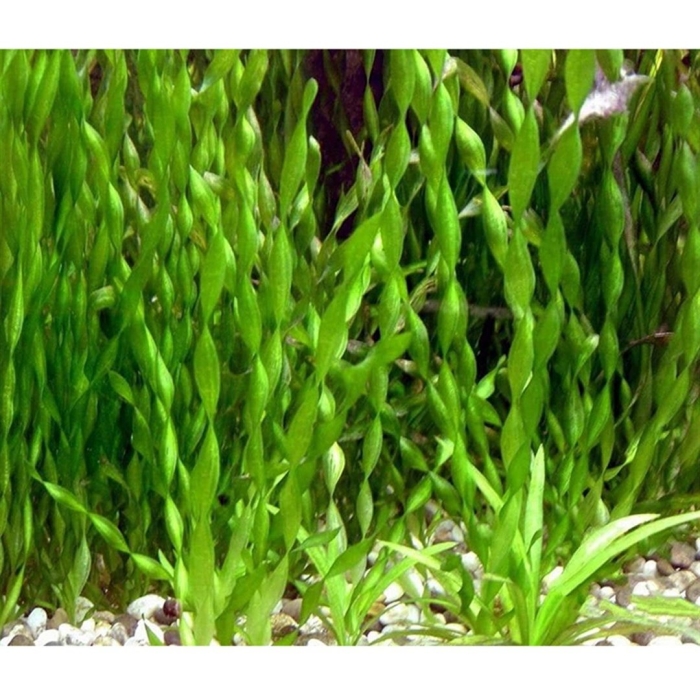 Валлиснерия спиральная крученолистная