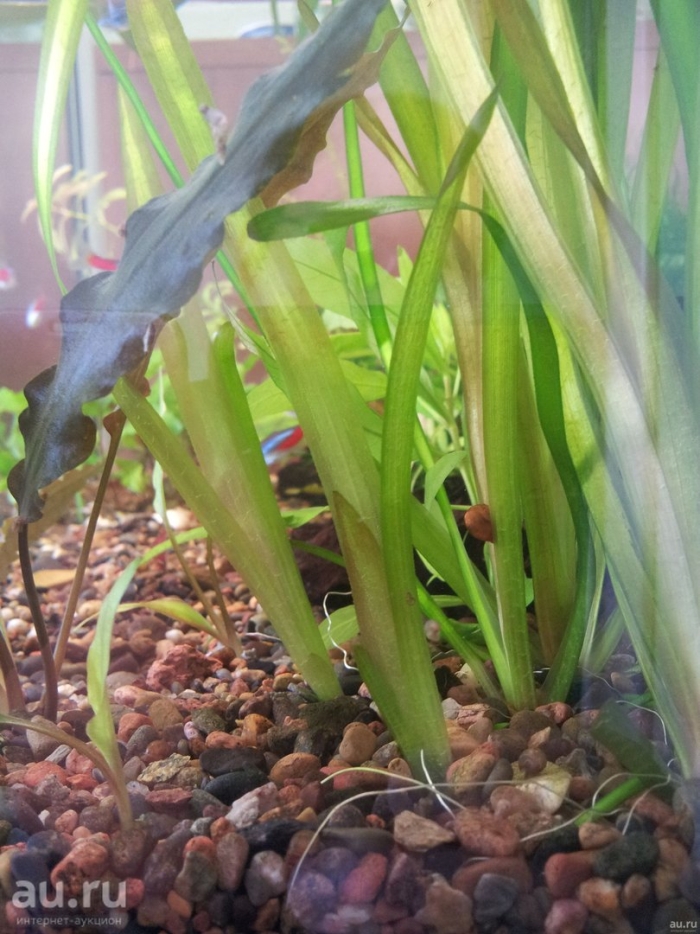 Валлиснерия гигантская