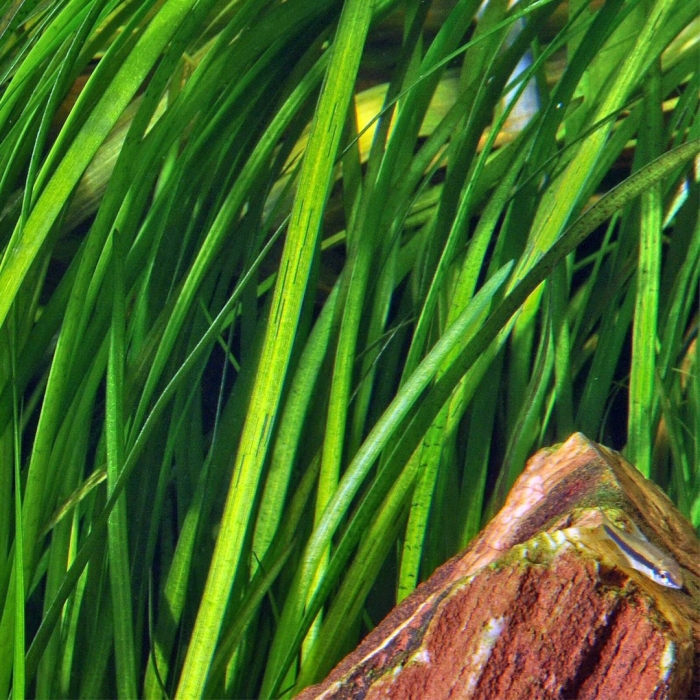 Валлиснерия спиральная тигровая