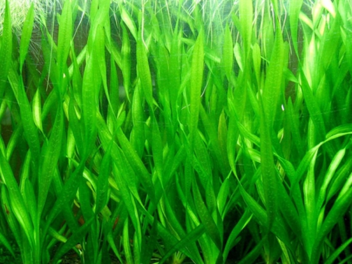 Валлиснерия спиралевидная