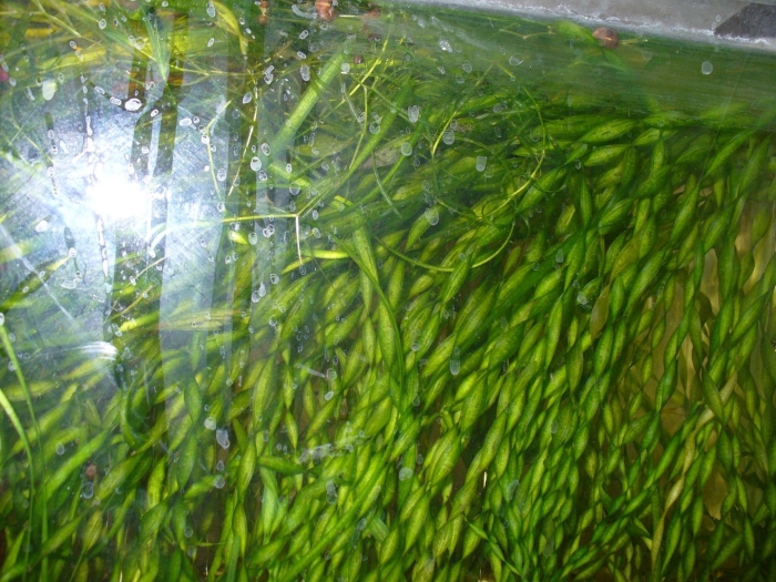 Валлиснерия аквариумное растение