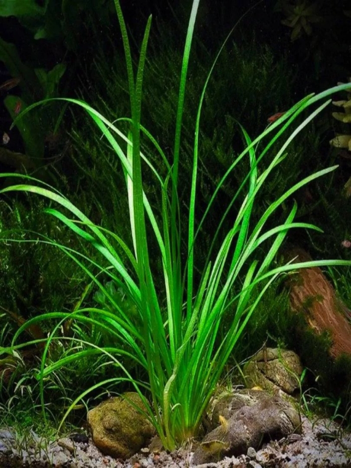 Валлиснерия американская