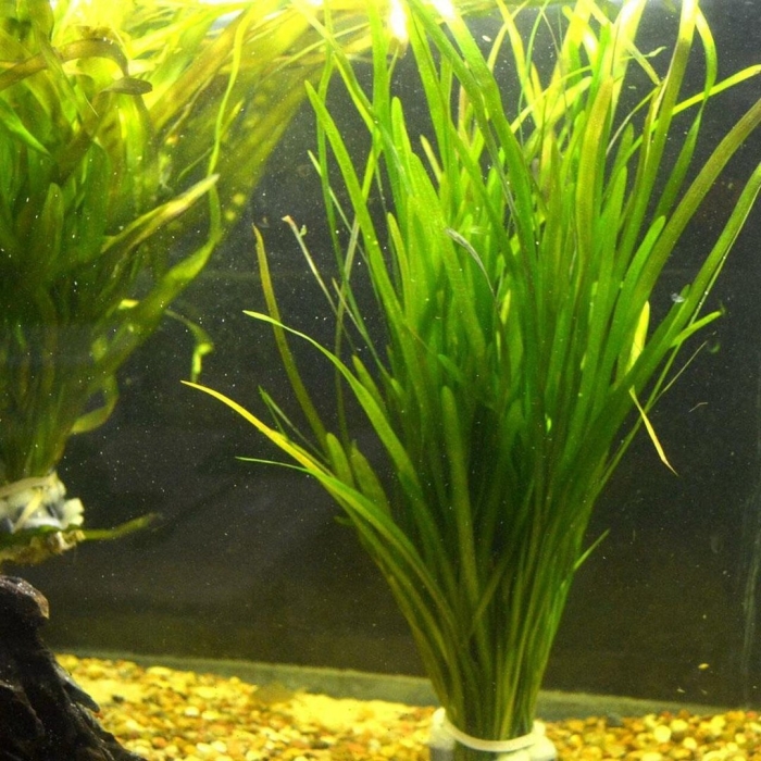 Валлиснерия нана аквариумное